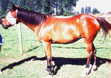 Ohms Horse & Hound Massage Service Dawne in July