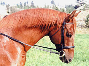 Ohms Horse & Hound Massage Service Klancy